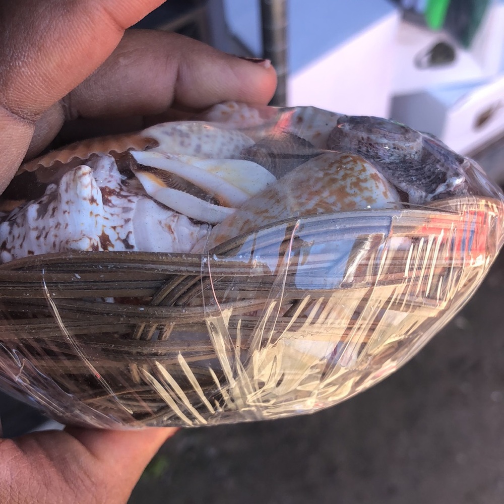 Assorted Seashell Collection - Picture 8 of 8